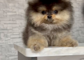 Tedy Bear Pomeranian Yavrular